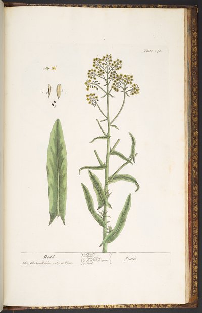 Tafel 246, Wodd, aus 