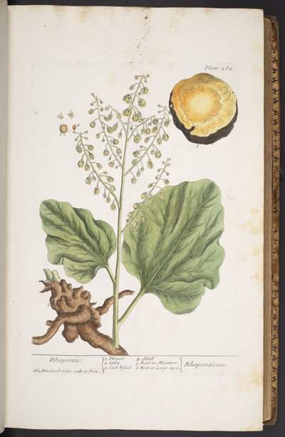 Tafel 262, aus 
