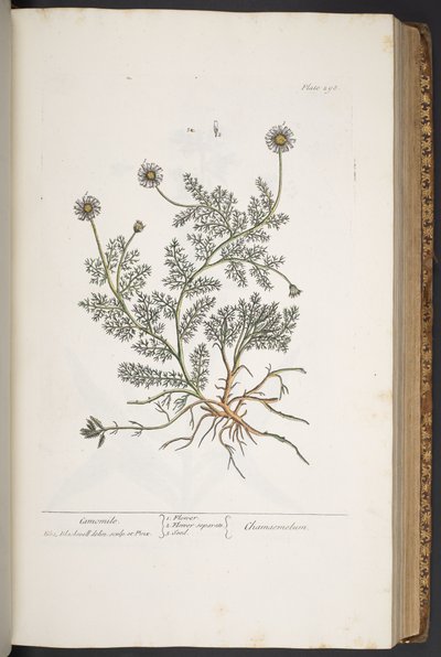 Tafel 298, aus 
