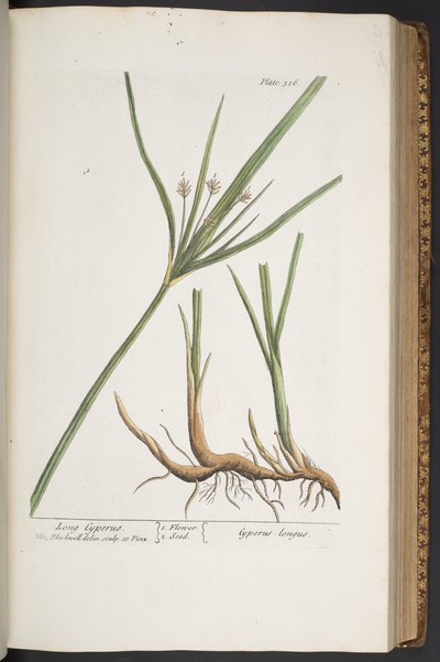 Tafel 316, aus 