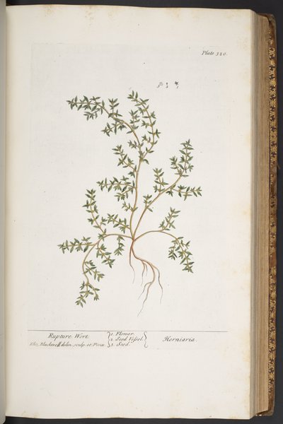 Tafel 320, aus 