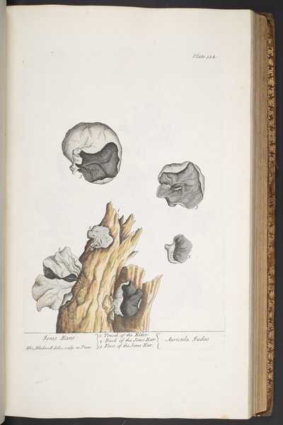 Tafel 334, aus 
