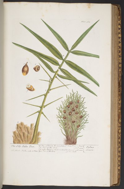 Tafel 363, aus 