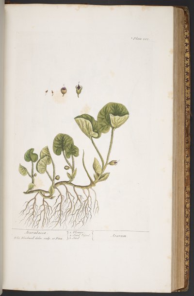 Tafel 383, aus 