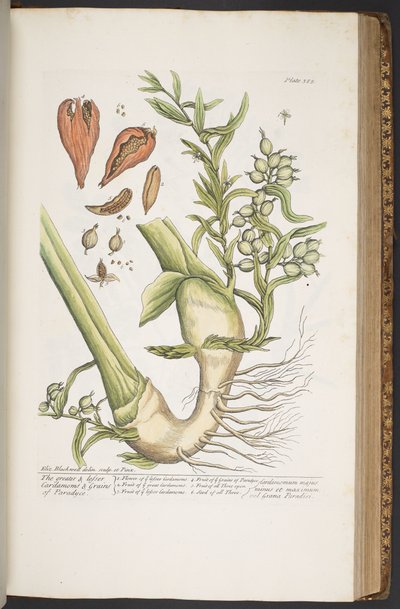 Tafel 385, aus 