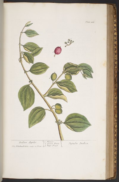 Tafel 388, aus 