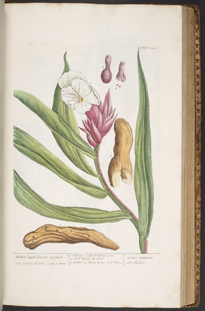 Tafel 394, aus 