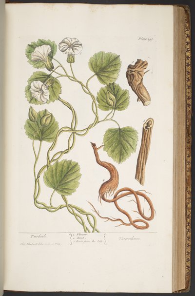 Tafel 397, aus 