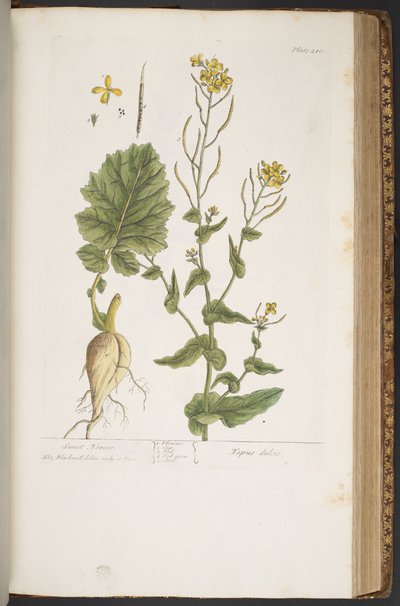 Tafel 410, aus 