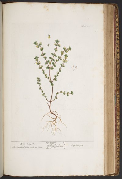 Tafel 427, aus 