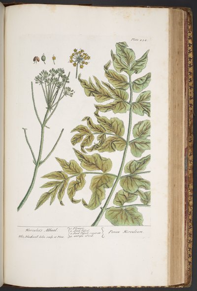 Tafel 434, aus 