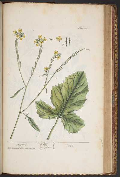 Tafel 446, aus 