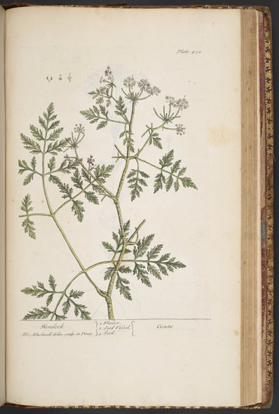 Tafel 451, aus 