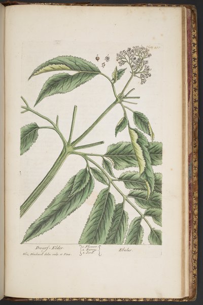 Tafel 488, aus 