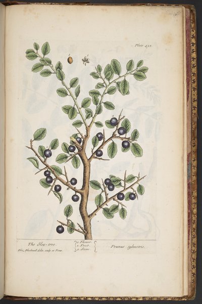 Tafel 493, aus 