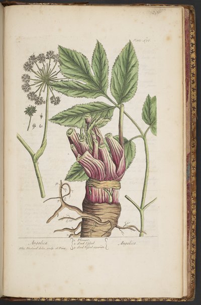 Tafel 495, aus 