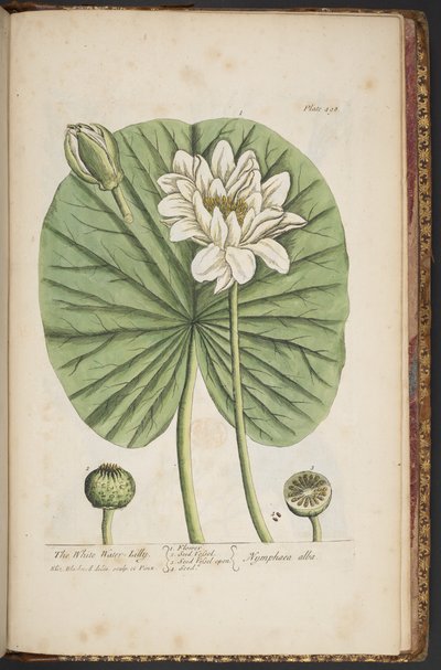 Tafel 497, aus 