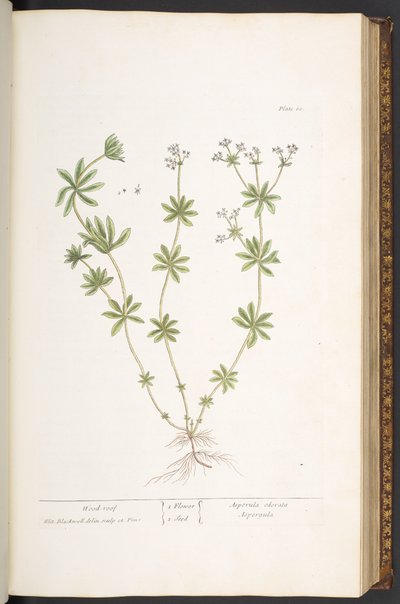 Tafel 60, Waldmeister, aus 