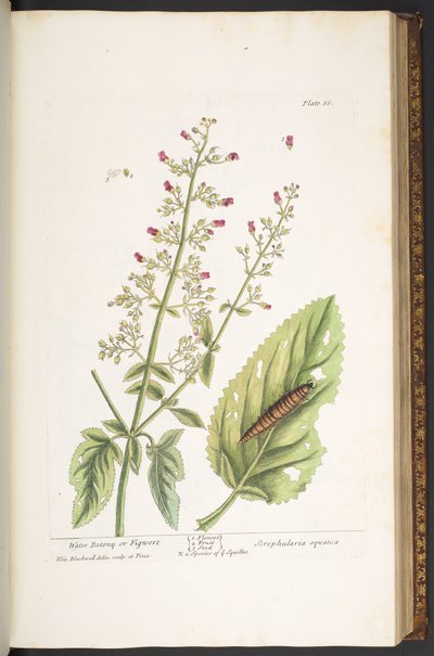 Tafel 86, aus 