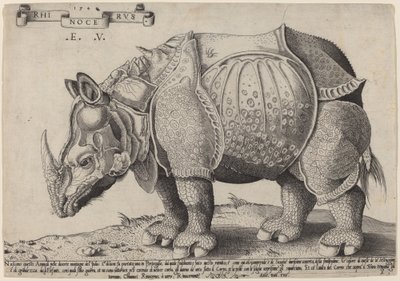 Nashorn von Enea Vico after Albrecht Dürer