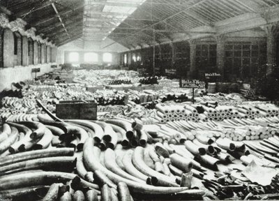 London Docks: Elfenbeinlager, 1895 von English Photographer