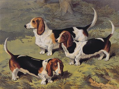 Basset Hounds, 1890 von English School