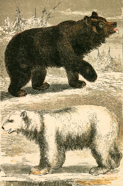 Braunbär und Eisbär von English School