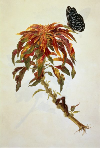 Schmetterling und Raupen auf einer großen blühenden Pflanze von English School