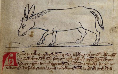 CCA-LitMs/D/10 fol. 10r Esel, aus Bestiarium von English School
