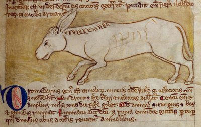 Esel, aus Bestiarium von English School