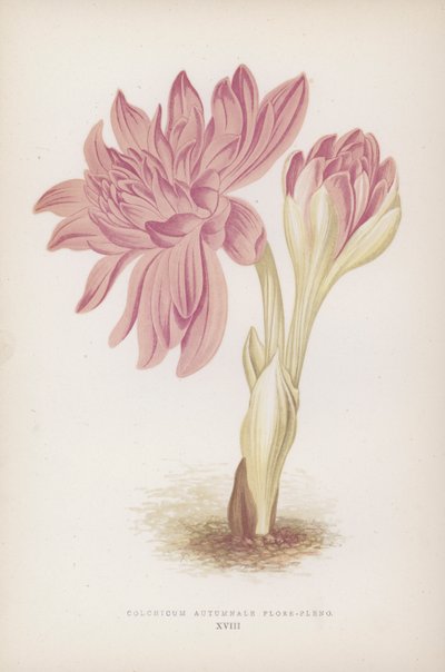 Colchicum Autumnale Flore-pleno von English School