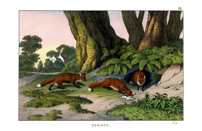 Gemeiner Fuchs von English School