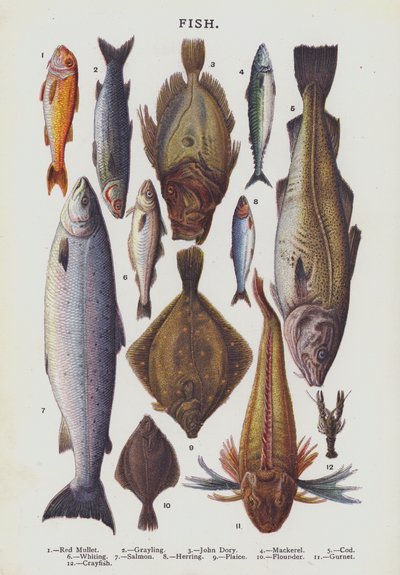 Fische (Chromolithografie) von English School