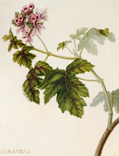Geranie von English School