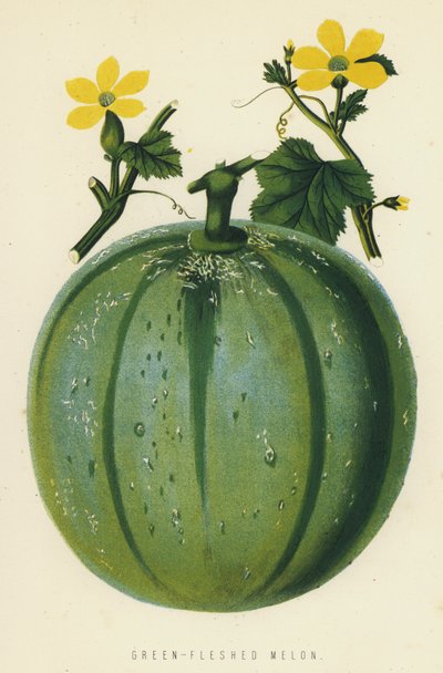 Grünfleischige Melone von English School