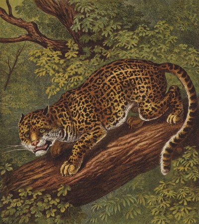 Jaguar von English School