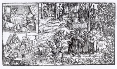 Medizinischer Kräuteranbau, 1531 von English School