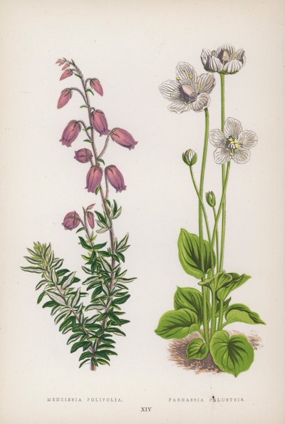 Menziesia Polifolia; Parnassia Palustris von English School