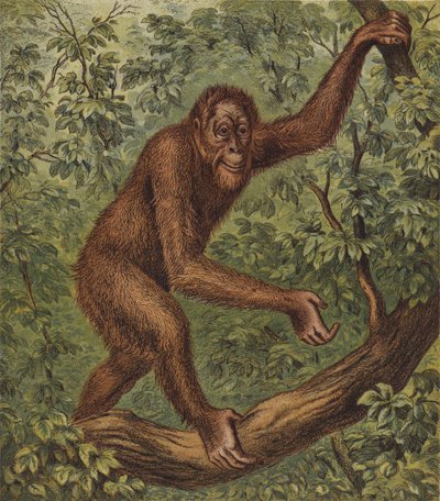 Orang-Utan von English School