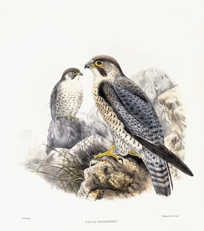 Wanderfalke - Falco Peregrinus von English School