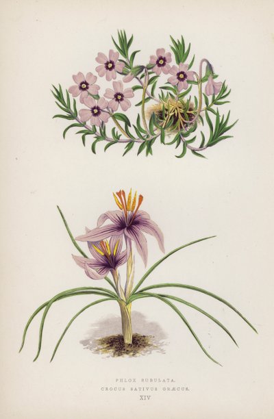 Phlox Subulata; Crocus Sativus Graecus von English School