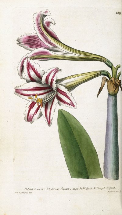 Rot-weiß gestreifte Lilie, 1799-1810 von English School
