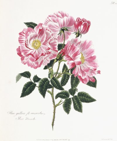 Rosa gallica, 1796-1799 von English School