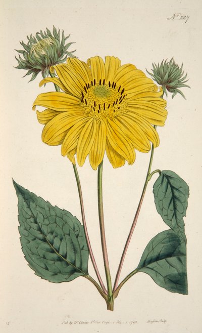 Sonnenblume, veröffentlicht 1796, handkolorierte Gravur von English School