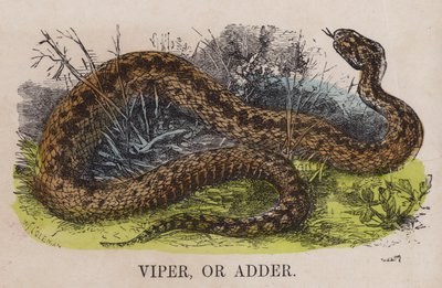 Viper oder Otter von English School