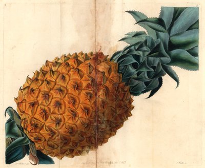 Wellenblättrige Ananas aus John Lindley