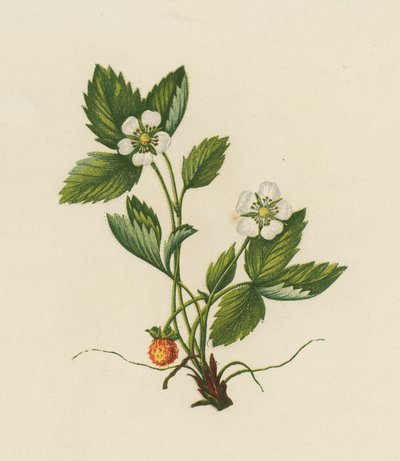 Wald-Erdbeere, Fragaria Vesca von English School