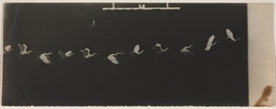 Chronofotografie eines fliegenden Reihers von Etienne Jules Marey