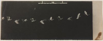 Chronofotografie eines fliegenden Reihers von Etienne Jules Marey