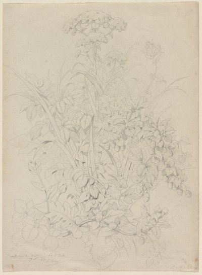 Pflanzenstudie von Eugene Bléry